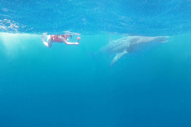 Cancun Whale Shark Experience with Snorkel & Transportation - Isla Mujeres Reef Snorkeling: What Comes After the Main Event