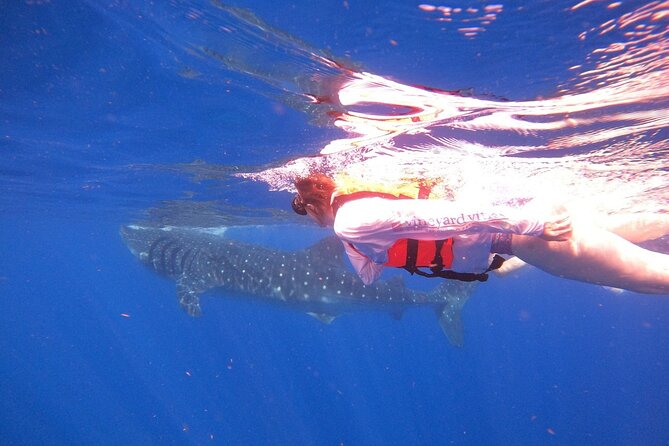 Cancun Whale Shark Experience with Snorkel & Transportation - Playa Norte: Short, Special, and Low Pressure