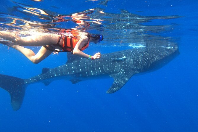 Cancun Whale Shark Experience with Snorkel & Transportation - Key Points to Know Before You Go