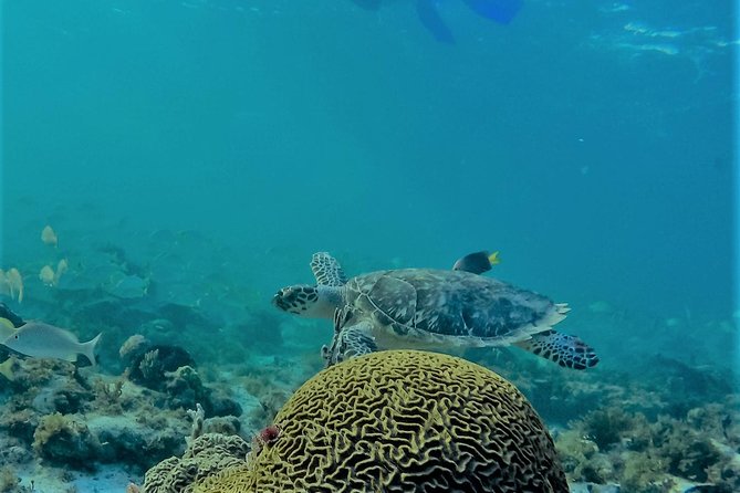 Catamaran Group Sightseeing, Snorkeling Tour Isla Mujeres - Open Bar and Buffet Lunch: Fun Fuel, Easy to Overdo