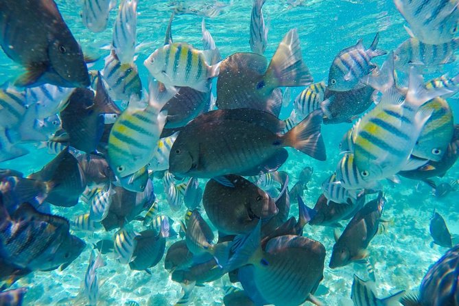 Catamaran Group Sightseeing, Snorkeling Tour Isla Mujeres - Snorkeling Expectations: What You’ll Likely Get (and What Might Be Missing)