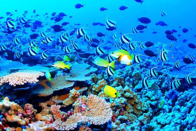 Catamaran Sail and Snorkeling Tour with Open Bar in Puerto Morelos - Open Bar on Deck and Lunch at the Marina: Value, Options, and Reality