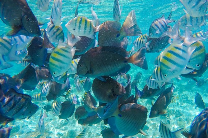 Catamaran Sailing Experience & Snorkeling Tour to Isla Mujeres - Playa Norte free time: what the most famous beach time feels like