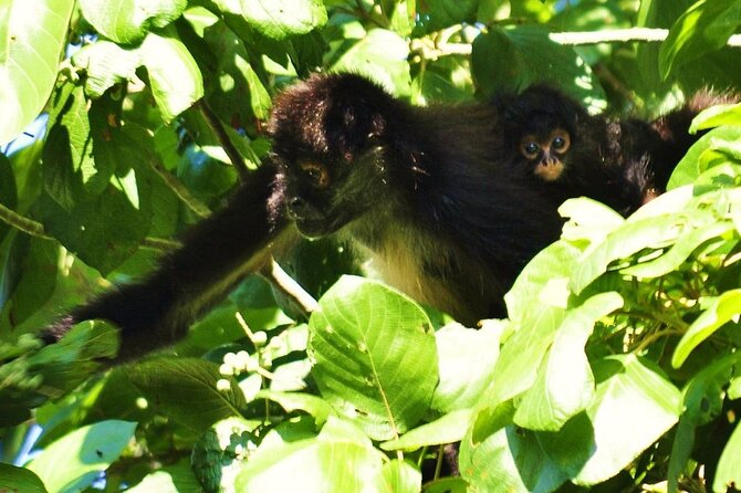 Cenote La Noria Tour + Jewelry Shopping Tour + Tequilera - Price and Value: Why This Is So Cheap (and When It’s Worth It)