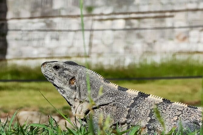 Chichen Itza, Mexican Buffet, Cenote & Valladolid guided Tour - Stop 4: Valladolid—short on time, worth the taste