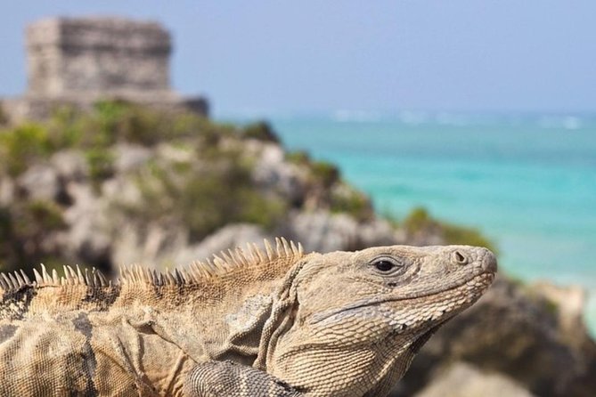 Coba, Tulum & Cenote swim - Why this tour feels easier than renting a car from Cancun