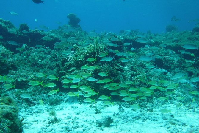 Cozumel Catamaran Snorkeling Tour & Lunch (Hotel Pick Up) - The Cozumel snorkeling: Colombia and Palancar reefs (plus cave country)