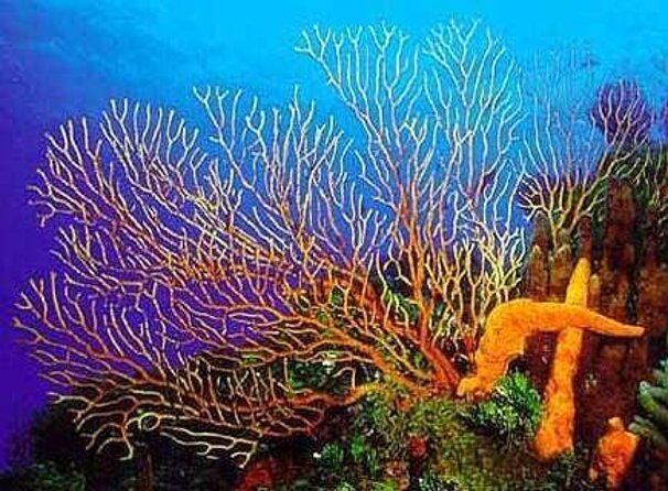 Cozumel El Cielo All Inclusive Tour from Cancun - Key things I’d highlight before you go