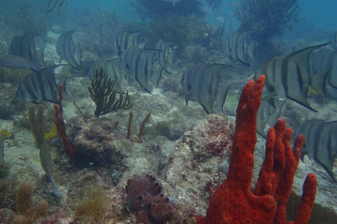 Discover Scuba - What DSD really means for first-time comfort