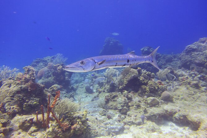 Discover Scuba - The instructor factor: patience is not optional