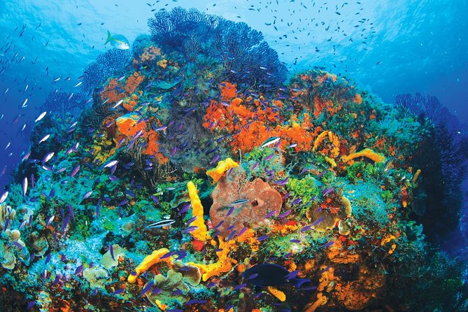 Discover Scuba Diving - One Tank at Coral Reef - Puerto Morelos reef learning: what the 4 hours really feel like