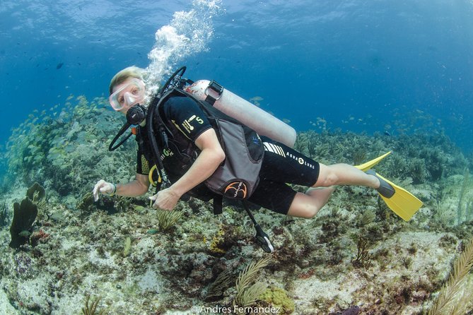 Discover scuba ,MUSA and Manchones reef dive without license - MUSA (Underwater Museum): Art You Can See Up Close