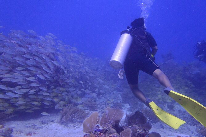 Discover Scuba - National Reef Park of Puerto Morelos: why this stop is worth it