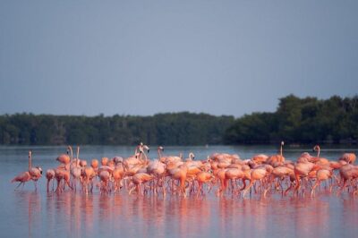 Discover the FABULOUS PINK WATERS at the Caribean (Las Coloradas+Río Lagartos) - Crocodile Farm Stop: Fun for Some, a Tough Sell for Others