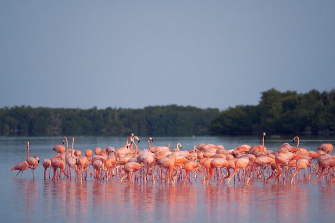 Discover the FABULOUS PINK WATERS at the Caribean (Las Coloradas+Río Lagartos) - Crocodile Farm Stop: Fun for Some, a Tough Sell for Others