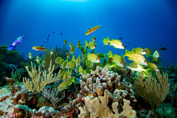 Discovery Scuba Diving !! - Value for Money: What You’re Buying Beyond the Underwater Moment