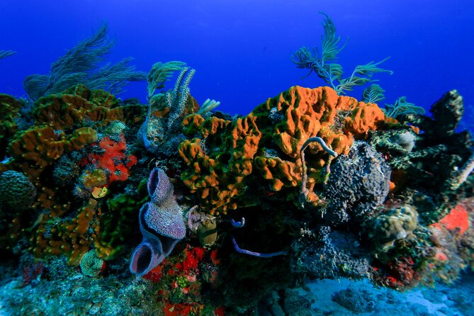 Discovery Scuba Diving !! - Who Should Book This Scuba Session (and Who Might Choose Differently)