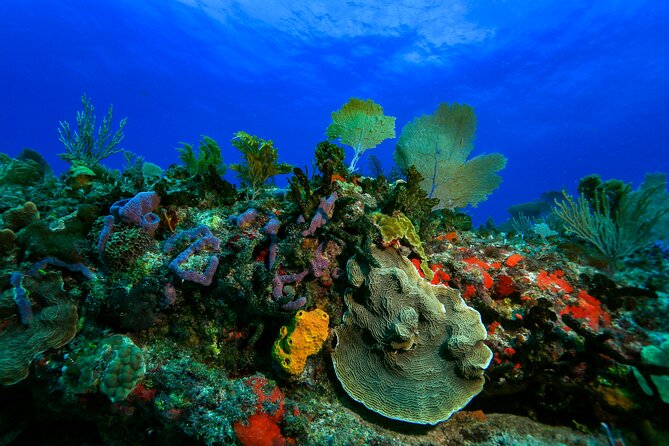 Discovery Scuba Diving !! - Reef Time Off Puerto Morelos: What You’re Really Paying For