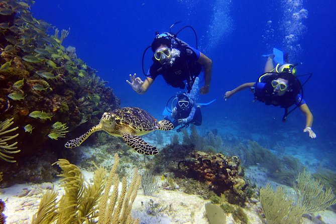 Diving in the Mexican Caribbean for Beginners | 2 Tanks 2 Dives | All Inclusive - Second Ocean Session on a Natural Reef: More Life, Less “Museum Brain”