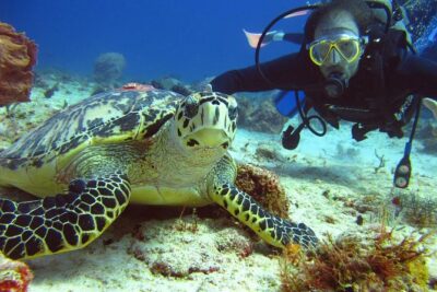 Diving + Muse - Stop 2: Isla Mujeres Reef Time for Flora and Fauna (45 Minutes)