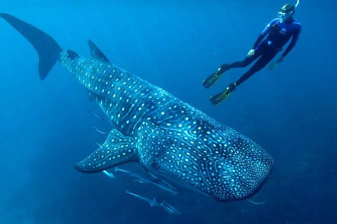 Eco Whale Shark Encounter - Key things I’d budget your attention for