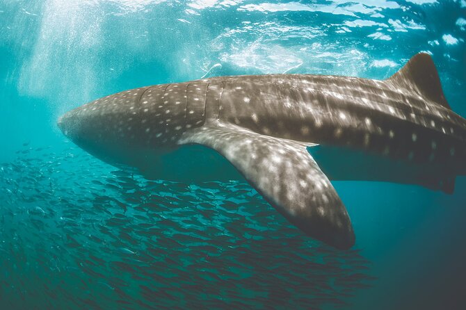 Eco Whale Shark Encounter - The real appeal: whale sharks plus Isla Mujeres, not just one photo