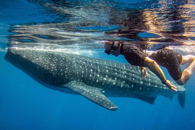 Eco Whale Shark Encounter - Whale shark swim day near Isla Contoy: what you’re really signing up for
