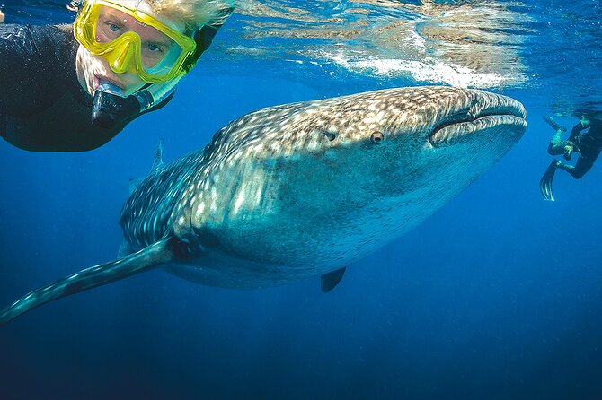Eco Whale Shark Encounter - Safety and crew help: life jackets, masks, and first-aid readiness
