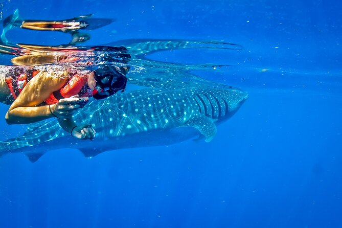 Eco Whale Shark Encounter - Food, water, and keeping the day moving