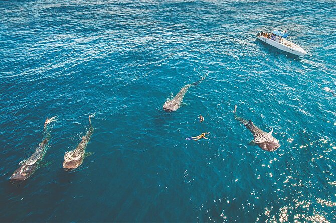 Eco Whale Shark Encounter - Isla Mujeres first stop: getting to Playa Norte level
