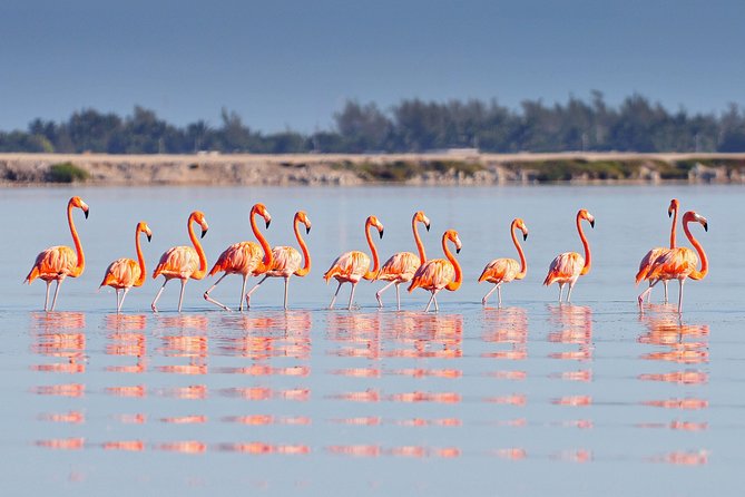 Ek Balam, Rio Lagartos and Las Coloradas Private Tour from Cancun - Price and value: $789 per person and what you’re actually buying