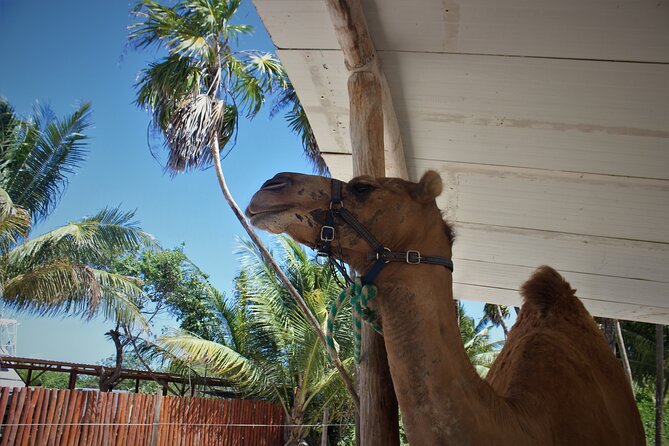 ENJOY UNIQUE CAMEL RIDE in Puerto Morelos with Transportation - After the Camel Ride: Beach Club Time at El Dorado Maroma