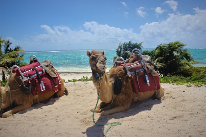 ENJOY UNIQUE CAMEL RIDE in Puerto Morelos with Transportation - Should You Book This Camel Ride in Cancun?