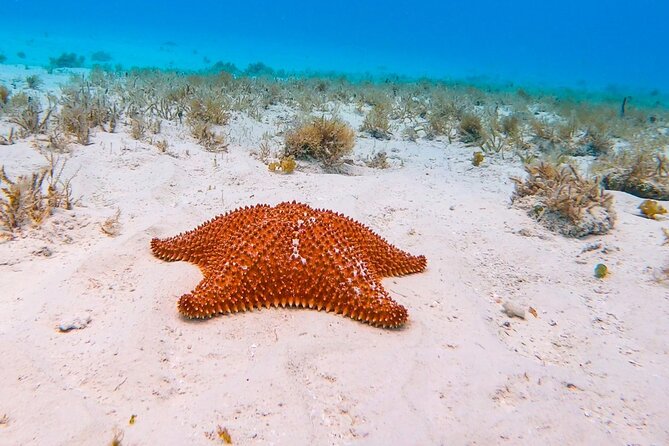 Excursion to Cozumel from Cancun - Cozumel Day Trip Basics from Cancun: Pickup, Duration, and What’s Included