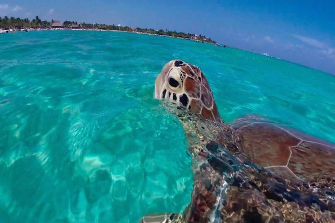 Experience swimming with turtles and explore the ruins of Tulum. Lunch included. - Tulum ruins: what you’ll focus on at the archaeological site