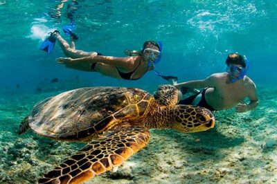 Experience swimming with turtles and explore the ruins of Tulum. Lunch included. - Akumal Beach snorkeling: seeing sea turtles where they live