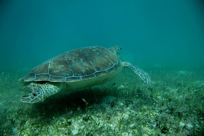 Experience swimming with turtles and explore the ruins of Tulum. Lunch included. - Price and what it covers (plus the $25 government fee)