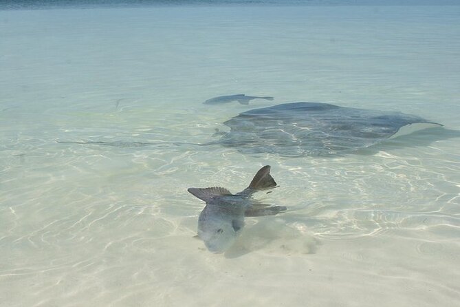 Explore Contoy Island - Isla Mujeres time and beach lunch: make your priorities first