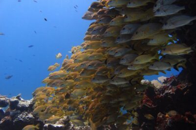 For certified Divers Experience the Under Water Museum and the Manchones Reef - Where the Day Starts: Coconut Divers Marina Check-In