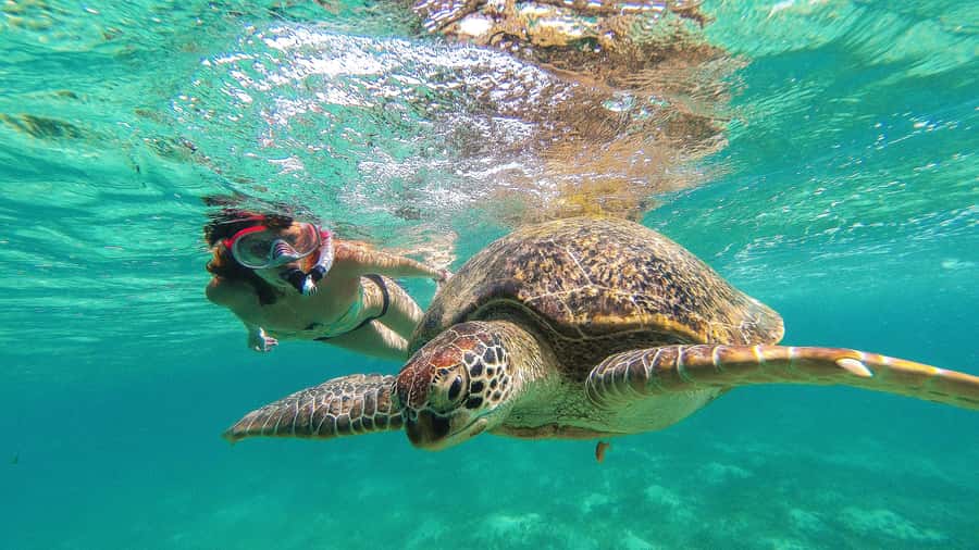 From Cancun: Day Trip to Tulum and Mariposa Cenote - Key things to know before you go