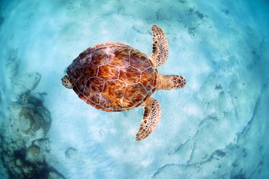 From Cancun: Day Trip to Tulum and Mariposa Cenote - From Cancun to Tulum: travel time you can plan for
