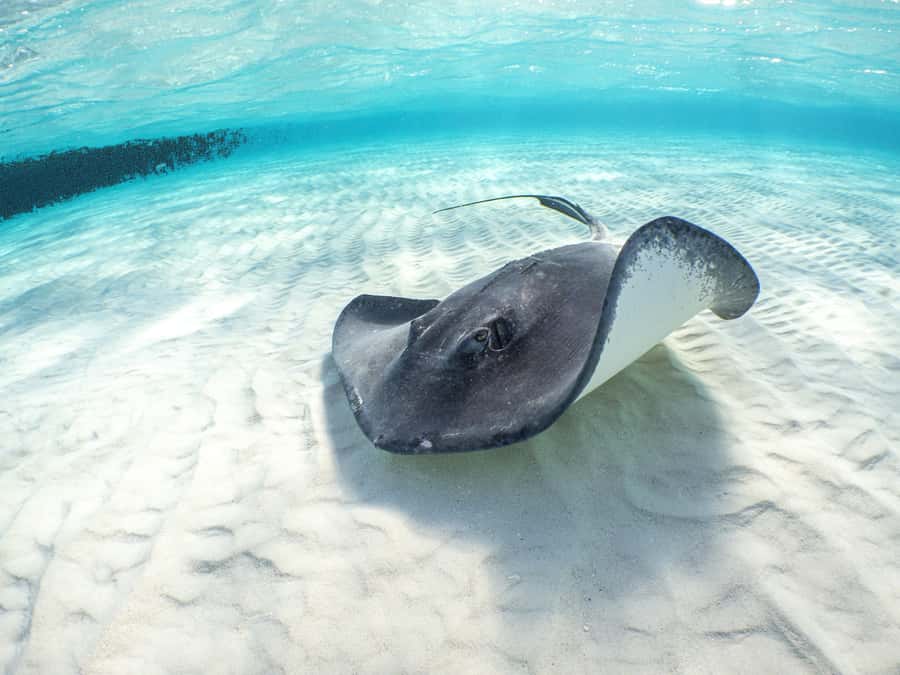 From Cancun: Day Trip to Tulum and Mariposa Cenote - Cenote Mariposa: your swim time and how to enjoy it