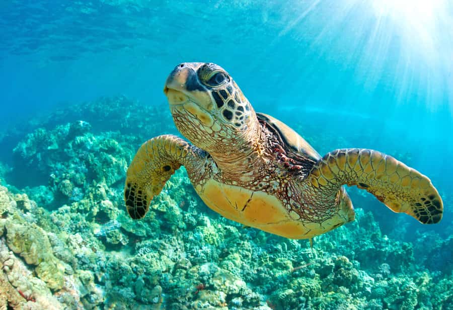 From Cancun: Day Trip to Tulum and Mariposa Cenote - Who this tour suits best (and who should skip it)