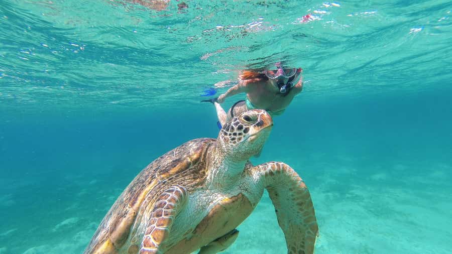 From Cancun: Day Trip to Tulum and Mariposa Cenote - FAQ