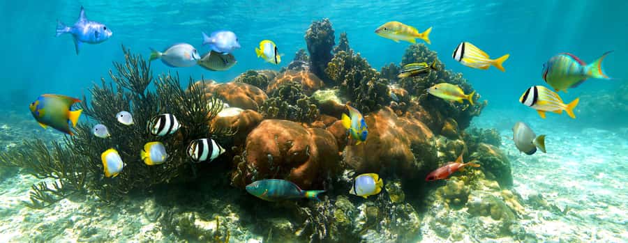 From Cancun: Day Trip to Tulum and Mariposa Cenote - Getting into Tulum: what the guided tour does for you