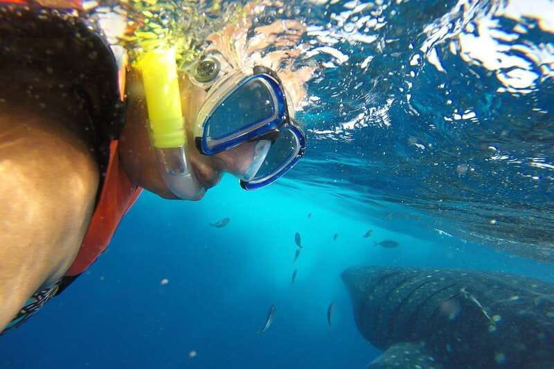 From Cancún: Half-Day Snorkeling with Whale Sharks - Key points before you go