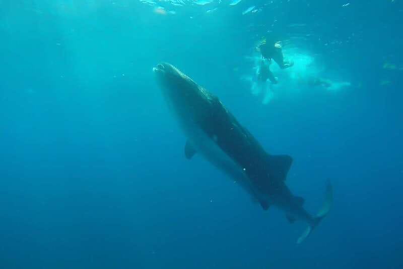 From Cancún: Half-Day Snorkeling with Whale Sharks - Why this whale shark day trip works from Cancún