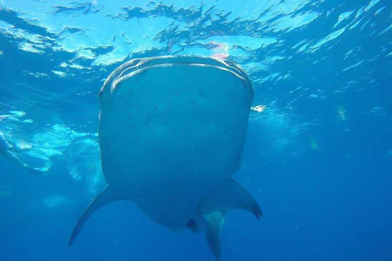 From Cancún: Half-Day Snorkeling with Whale Sharks - The whale shark encounter: what you’re really planning for