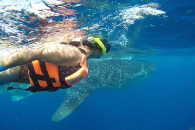 From Cancún: Half-Day Snorkeling with Whale Sharks - Getting to the Punta Sam terminal and meeting your boat