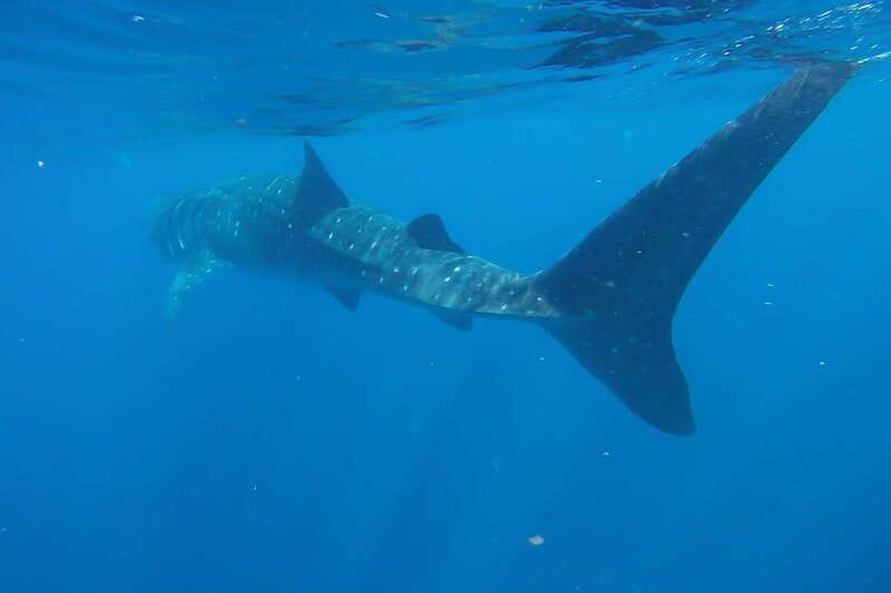 From Cancún: Half-Day Snorkeling with Whale Sharks - Safety, gear, and the guide coaching that matters